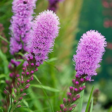 Heirloom Non-GMO Prairie Blazing Star Flower Seeds for Planting – Pollinator-Friendly Blooms
