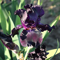 Superstition Bearded Iris Seeds