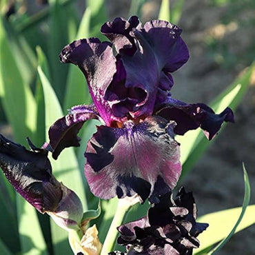 Superstition Bearded Iris Seeds