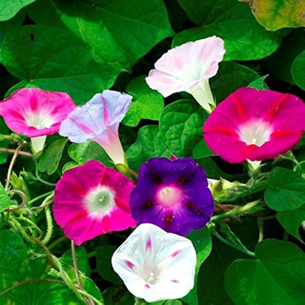 Chinese Morning Glory Colorful Flower Seeds for Balcony and Home Garden