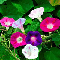 Chinese Morning Glory Colorful Flower Seeds for Balcony and Home Garden