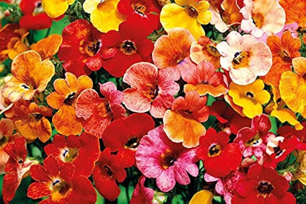 Nemesia Poetry Rose flower seeds – delicate spring blooms for beds and pots