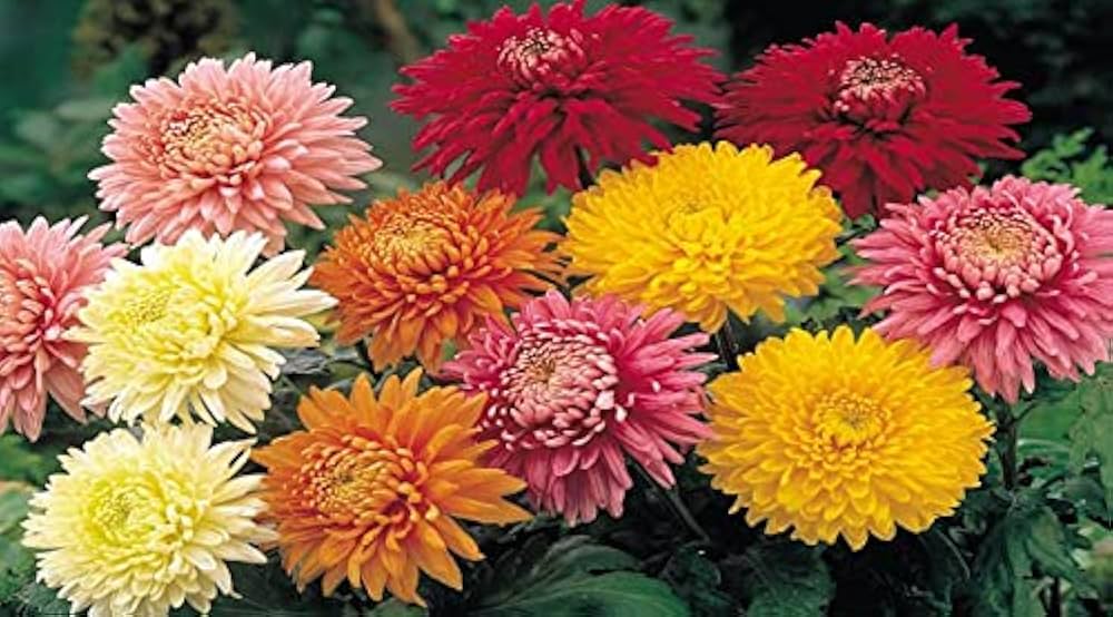 Candy Chrysanthemum Flower Seeds