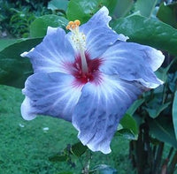 Blue & White Dual-Tone Hibiscus Heirloom Non-GMO Seeds for Planting