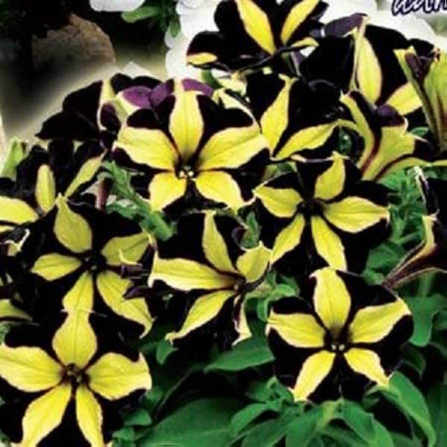 Black Velvet Petunia Rare Flower - for planting in home garden