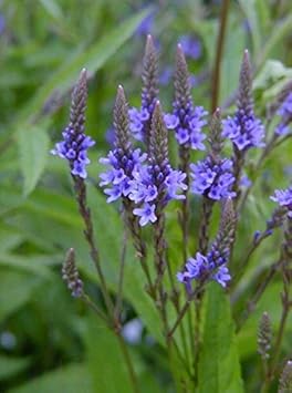 Blue Vervain Flower Seeds for Garden Planting – Heirloom, Non-GMO Pollinator-Friendly Blooms