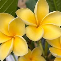 Heirloom Non-GMO Yellow Gloxinia Flower Seeds for Garden Planting – Bright Tropical Blooms