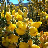 Yellow Gorse Ulex Europaeus Plant Seeds for Planting - 100 pcs