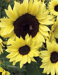 Light Yellow Sunflower Seeds – Heirloom, Non-GMO Flower Seeds for Planting Bright Blooms