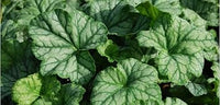 Green Heuchera Plant Seeds for Planting heirloom & Non-GMO Seeds