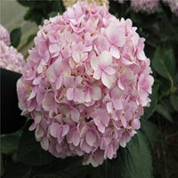 Heirloom Light Pink Hydrangea Flower Seeds, Non-GMO Soft Blooms for Planting for planting in home garden