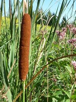 Cattails Seeds for Planting – Organic, Heirloom, Non-GMO Aquatic Flower Seeds