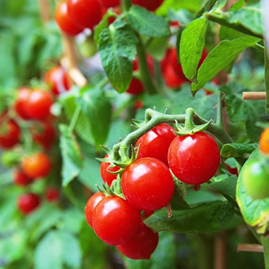 Lake tomato grown from organic seeds with round red fruits and balanced taste for slicing