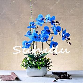 Heirloom Yellow Phalaenopsis Orchid Flower Seeds – Non-GMO Exotic Blooms for Planting