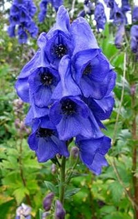 Monkshood Flower Seeds for Planting, 100 pcs