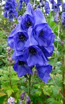 Monkshood Flower Seeds for Planting, 100 pcs