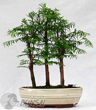 Green Glyptostroboides Plant Seeds for Planting heirloom & Non-GMO Seeds