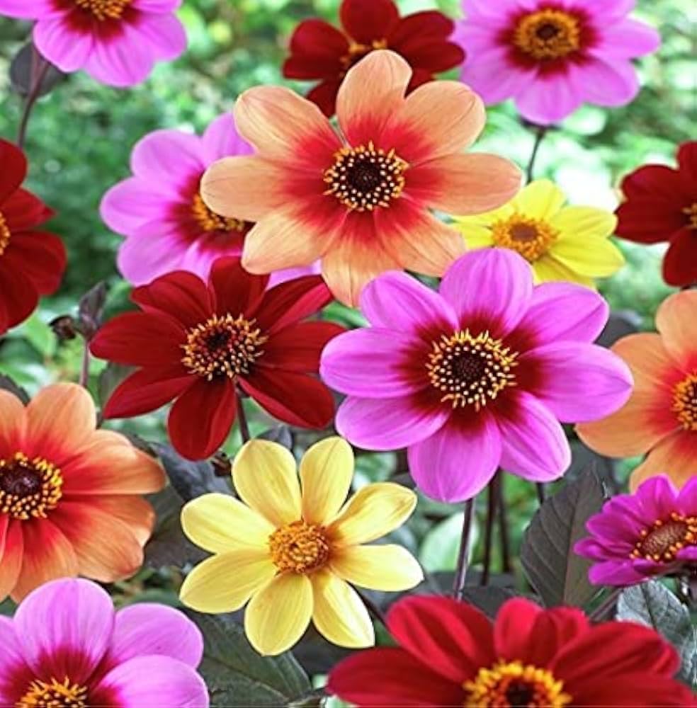 Happy Days Dahlia Mixture
