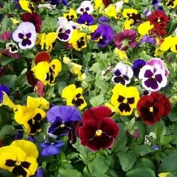 Pansy Viola Tricolor Flower - for planting in home garden