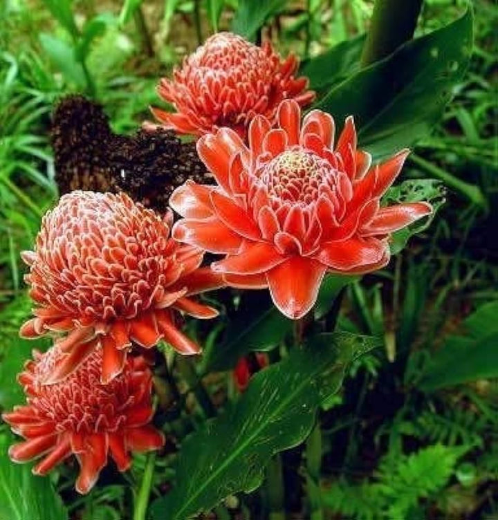 Etlingera Elatior Flower Seeds for Planting - 100