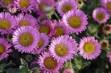 Organic Violet Erigeron Flower Seeds for Planting – Heirloom, Non-GMO