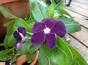 Purple Periwinkle Flower Seeds – Heirloom Non-GMO Vinca Blooms for Low-Maintenance Garden Beds
