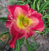 Hybrid Daylily Hemerocallis Flower Seeds