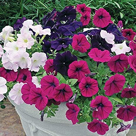 Mixed Color Petunia Flower Seeds for Home & Garden