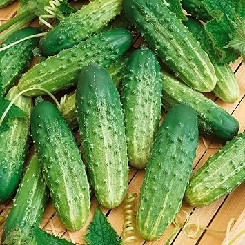 Octopus Plant Decaisnea insignis for planting in shade garden