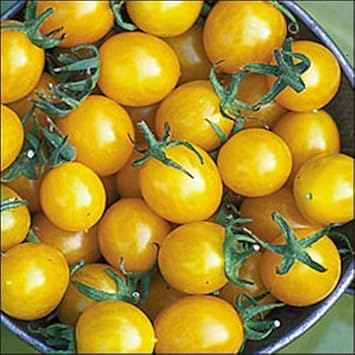 Yellow Tomato Seeds for Planting, 100 pcs