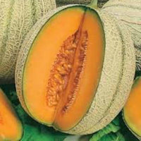 Cucumis Melo Retato Seeds Muskmelon Retato Seeds for Planting in Summer Garden and Warm Climates