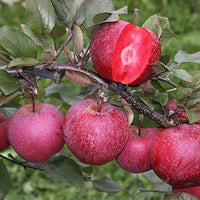 Burgundy Apple Fruit Seeds for Planting - Flavorful Burgundy Apples to Grow in Your Yard