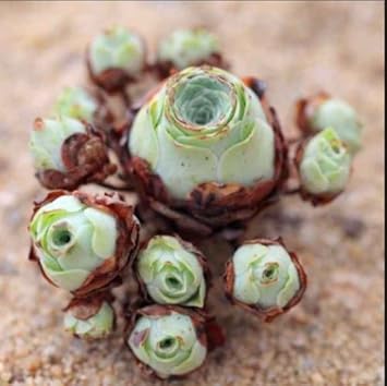 Heirloom Green Aeonium Greenovia Plant Seeds for Planting – Non-GMO Succulent Garden Seeds