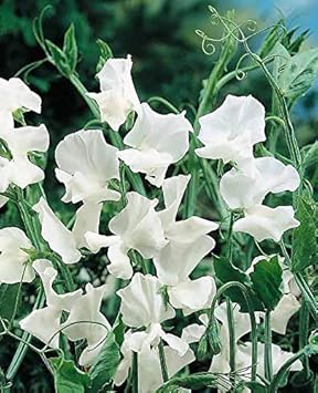 Heirloom Non-GMO Sweet Pea Jilly Flower Seeds for Planting – Fragrant Climbing Blooms - Non-GMO for planting in home garden