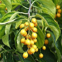 Intellect (tree Celastrus paniculatus herb) for planting in garden