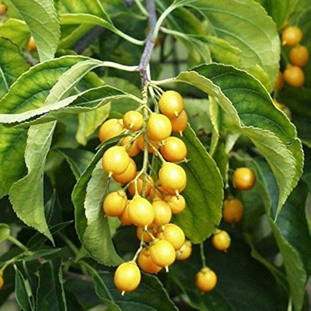 Intellect (tree Celastrus paniculatus herb) for planting in garden
