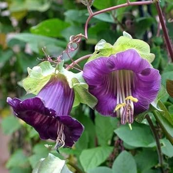 Heirloom Non-GMO Cobaea Bells Flower Seeds for Planting – Bell-Shaped Climbing Garden Blooms - Non-GMO for planting in home garden