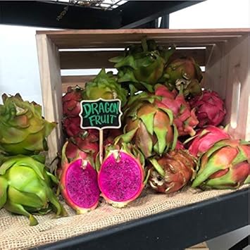 Mixed Pitaya Hylocereus undatus seeds for planting in home garden