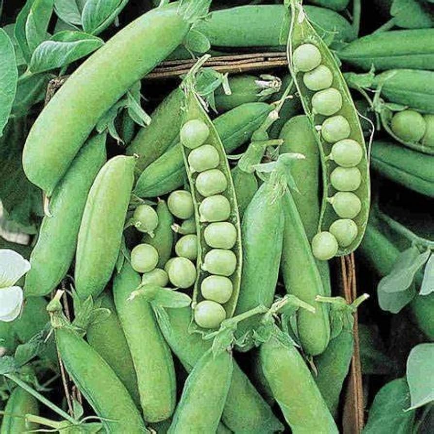 Alaska Pea seeds (Pisum sativum) sprouting into hardy vines with green pods and sweet, crisp peas suitable for cooler climates