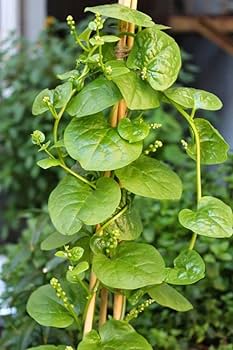 Green Malabar Spinach Specialty Green Seed