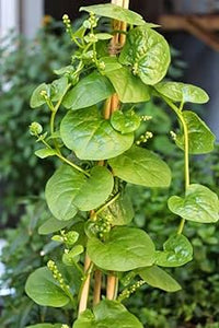 Green Malabar Spinach Specialty Green Seed