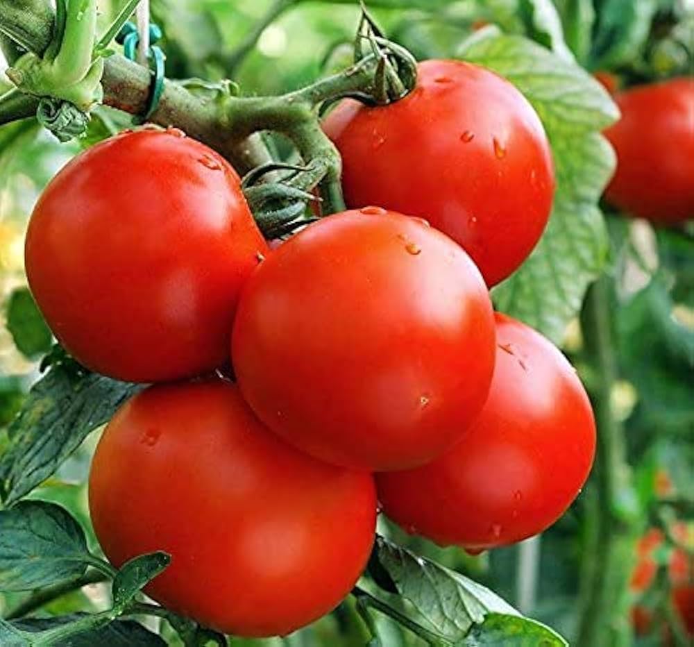 Caribe - Heirloom for planting in home garden