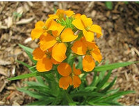 Orange Siberian Flower Seeds for Planting - 100 pcs