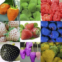 Heirloom Mixed Strawberry Fruit Seeds forPlanting - Growing Mixed Varieties of Berries
