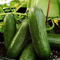 Picolino – Organic Cucumber Seed