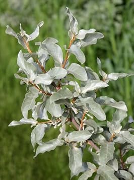60pcs Silverberry Plant Seeds - Exotic Silverberry Plants for Ornamental Gardens 100 pcs