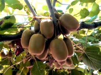 Golden Kiwi Fruit Seeds for Planting - A Sweet and Nutrient-Rich Kiwi for Your Garden