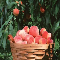 Peach Red Yellow Fruit Seeds for Planting – Heirloom and Non-GMO Seeds for Home Garden