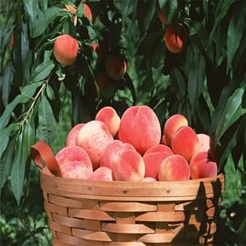 Peach Red Yellow Fruit Seeds for Planting – Heirloom and Non-GMO Seeds for Home Garden