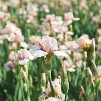 Concertina Reblooming Bearded Iris Seeds